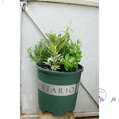 Giá Thể Trồng Cây Hương Thảo JUN GARDEN 3kg - Chất Liệu Đặc Biệt Giúp Cây Phát Triển Khỏe Mạnh, Giải Pháp Hoàn Hảo Cho Người Yêu Vườn