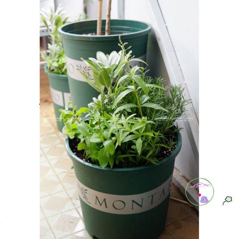Giá Thể Trồng Cây Hương Thảo JUN GARDEN 3kg - Chất Liệu Đặc Biệt Giúp Cây Phát Triển Khỏe Mạnh, Giải Pháp Hoàn Hảo Cho Người Yêu Vườn