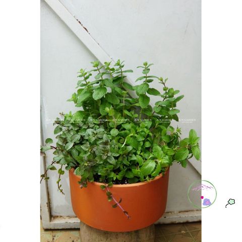 Giá Thể Trồng Cây Hương Thảo JUN GARDEN 3kg - Chất Liệu Đặc Biệt Giúp Cây Phát Triển Khỏe Mạnh, Giải Pháp Hoàn Hảo Cho Người Yêu Vườn