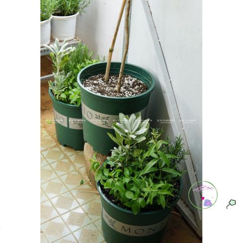 Giá Thể Trồng Cây Hương Thảo JUN GARDEN 3kg - Chất Liệu Đặc Biệt Giúp Cây Phát Triển Khỏe Mạnh, Giải Pháp Hoàn Hảo Cho Người Yêu Vườn