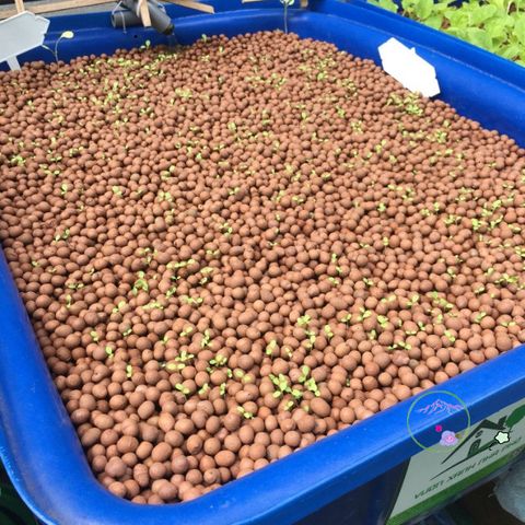 Đất Sét Nung Popper Thailand 1 Lít - Giá Thể Siêu Nhẹ Dùng Cho Hoa Lan, Bonsai, Sen Đá, Trồng Thủy Canh, Ngăn Ngừa Thối Rễ