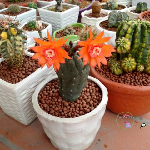 Đất Sét Nung Popper Thailand 1 Lít - Giá Thể Siêu Nhẹ Dùng Cho Hoa Lan, Bonsai, Sen Đá, Trồng Thủy Canh, Ngăn Ngừa Thối Rễ