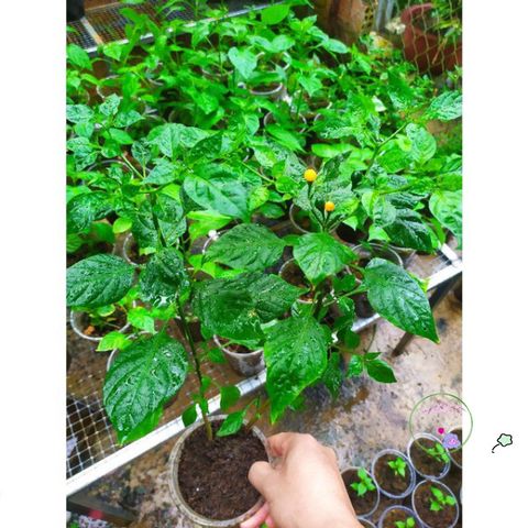 Phân Bón ươm Hạt Chất Lượng Cao 300g - Giàu Dinh Dưỡng, Phân Trùn Quế Tươi & Xơ Dừa, Giúp ươm Mọi Loại Hạt Giống