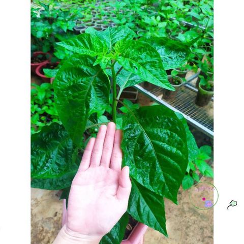 Phân Bón ươm Hạt Chất Lượng Cao 300g - Giàu Dinh Dưỡng, Phân Trùn Quế Tươi & Xơ Dừa, Giúp ươm Mọi Loại Hạt Giống