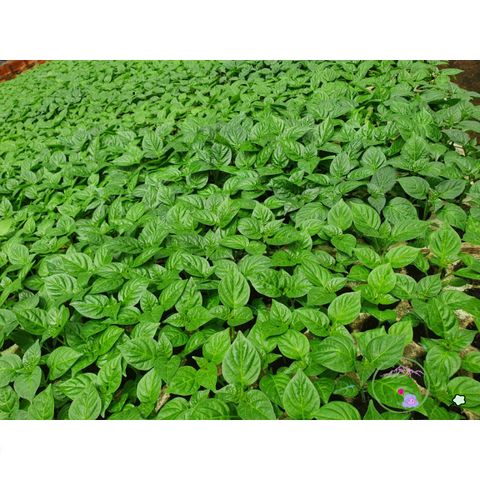 Phân Bón ươm Hạt Chất Lượng Cao 300g - Giàu Dinh Dưỡng, Phân Trùn Quế Tươi & Xơ Dừa, Giúp ươm Mọi Loại Hạt Giống