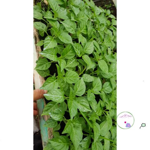 Phân Bón ươm Hạt Chất Lượng Cao 300g - Giàu Dinh Dưỡng, Phân Trùn Quế Tươi & Xơ Dừa, Giúp ươm Mọi Loại Hạt Giống