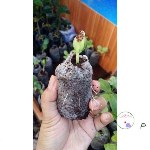 10 Viên Nén Xơ Dừa Giúp Ươm Hạt Giống - Đất Nén Giữ Ẩm Tốt Cho Cây Xanh Tươi Tốt, Phát Triển Nhanh Chóng