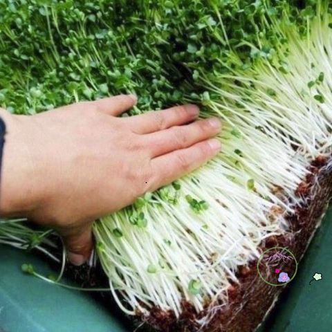 Gói Combo 10 Viên Hạt Giống Đất Nén Xơ Dừa - Tăng Cường Phát Triển Cây Mạnh Mẽ, Giữ Ẩm Tối Ưu, Hỗ Trợ Ươm Cây Hiệu Quả