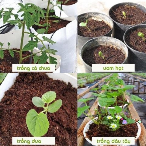 Gói Combo 10 Viên Hạt Giống Đất Nén Xơ Dừa - Tăng Cường Phát Triển Cây Mạnh Mẽ, Giữ Ẩm Tối Ưu, Hỗ Trợ Ươm Cây Hiệu Quả