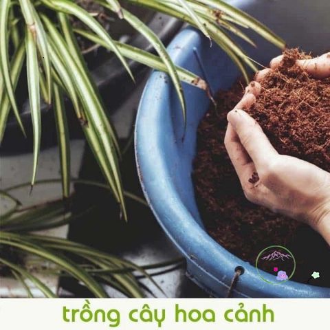 Gói Combo 10 Viên Hạt Giống Đất Nén Xơ Dừa - Tăng Cường Phát Triển Cây Mạnh Mẽ, Giữ Ẩm Tối Ưu, Hỗ Trợ Ươm Cây Hiệu Quả