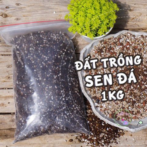 Đất Dinh Dưỡng Trồng Sen Đá & Xương Rồng - Hỗn Hợp Chuyên Dùng Cho Cây BonSai Tại Việt Nam