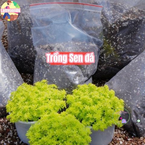 Đất Dinh Dưỡng Trồng Sen Đá & Xương Rồng - Hỗn Hợp Chuyên Dùng Cho Cây BonSai Tại Việt Nam