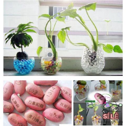 Hạt Giống Biến Hình Đa Năng - Lập Kế Hoạch Cắm Hoa, Tiểu Cảnh, Cây Bonsai Thú Vị Dễ Dàng Tự Làm Tại Nhà