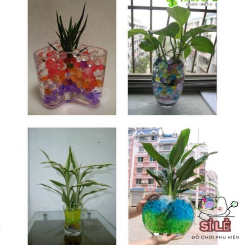 Hạt Giống Biến Hình Đa Năng - Lập Kế Hoạch Cắm Hoa, Tiểu Cảnh, Cây Bonsai Thú Vị Dễ Dàng Tự Làm Tại Nhà