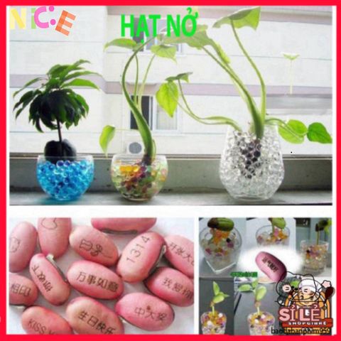 Hạt Nở Trang Trí Sáng Tạo - DIY Slime Vui Nhộn Cho Hoa, Bonsai, Tiểu Cảnh - Trang Trí Không Gian Sống Màu Sắc