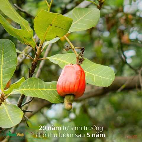 Hạt Điều Tươi Tách Vỏ Noom - Hạt Dinh Dưỡng Thơm Ngon, Vị Béo Ngọt Đặc Trưng, 300g và 1kg, Quà Tặng Tự Nhiên Hữu Cơ