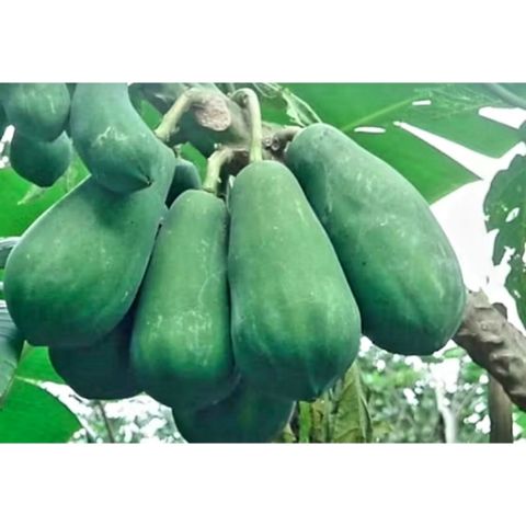 Đu Đủ Xanh Thái Lát Sấy Khô 1kg - Hàng Tự Nhiên 100%, Dưa Món Ngon Miệng, Đặc Sản Quê nhà