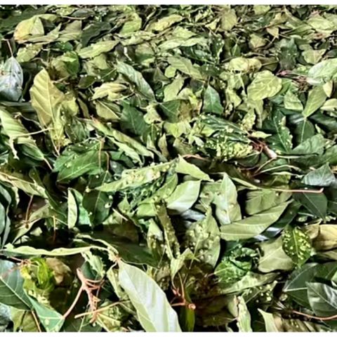 Lá Và Trái Cây Khô Dược Liệu 1kg - Lá Sung, Lá Ổi, Đu Đủ Sấy, Bưởi, Xoài - Hàng Mới 100% Giao Tận Nơi