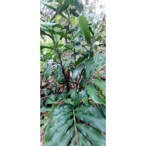 Củ Riềng Gió 1kg - Gừng Gió Hỗ Trợ Tiêu Hóa, Chống Viêm, Gia Vị Tự Nhiên Chất Lượng Cao