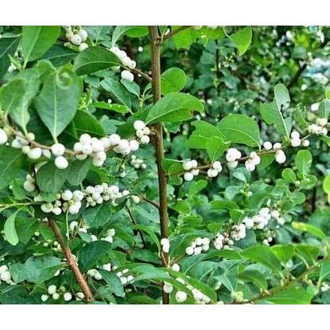 Cây Cơm Nguội Tươi 1kg - Kháng Sinh Tự Nhiên, Hỗ Trợ Điều Trị Bệnh Thông Dụng & Thanh Nhiệt Từ Thiên Nhiên
