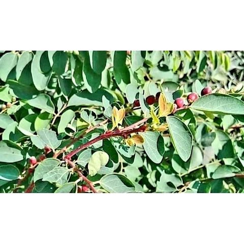 Lá Cây Bồ Cu Vẽ Tươi 1kg - Chữa Bệnh Kiết Lỵ, Viêm Dạ Dày, Hỗ Trợ Sức Khỏe Tự Nhiên, Cắt Mới Cho Khách Hàng