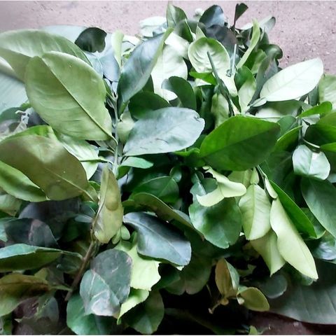Lá Bưởi Tươi 1kg - Giao Hàng Hỏa Tốc, Đảm Bảo Tươi Nguyên, Lựa Chọn Hoàn Hảo Cho Món Ăn Truyền Thống Việt Nam