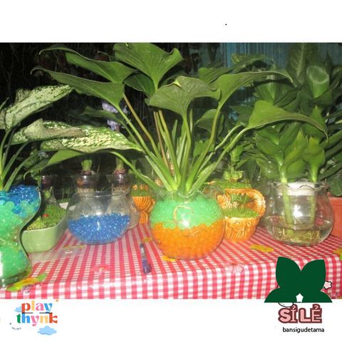 Hạt Tinh Thể Trồng Cây - Gói 200-220 Hạt Trân Châu Pha Lê Chăm Sóc Cây, Tạo Không Gian Sống Xanh Thoáng Mát, Dinh Dưỡng Tự Nhiên
