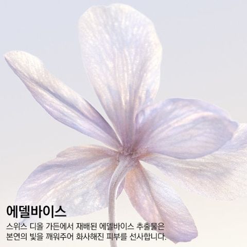 Phấn Nước Dior Diorsnow UV Shield Cushion Tone C10 - Phấn Trang Điểm Chống Nắng Cao Cấp, Bảo Vệ Da Tối Đa, Làn Da Rạng Ngời