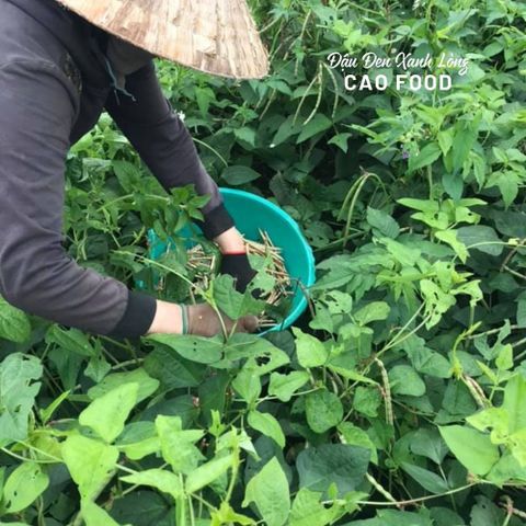 Đậu Đen Xanh Lòng CAO Hữu Cơ 1KG - Giống Nguyên Bản, Sạch 100% Không Biến Đổi Gen, Tươi Mới từ Đaklak Việt Nam