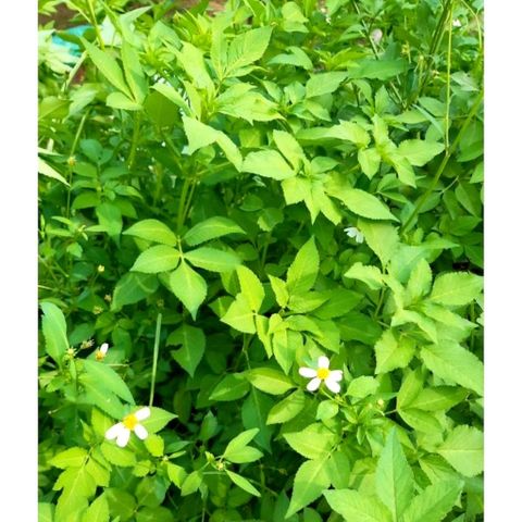 Cây Xuyến Chi Tươi 1kg - Thực Phẩm Chống Oxy Hóa, Hỗ Trợ Sức Khỏe và Ngăn Ngừa Huyết Áp Cao