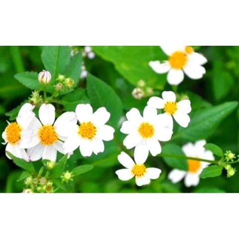 Cây Xuyến Chi Tươi 1kg - Thực Phẩm Chống Oxy Hóa, Hỗ Trợ Sức Khỏe và Ngăn Ngừa Huyết Áp Cao
