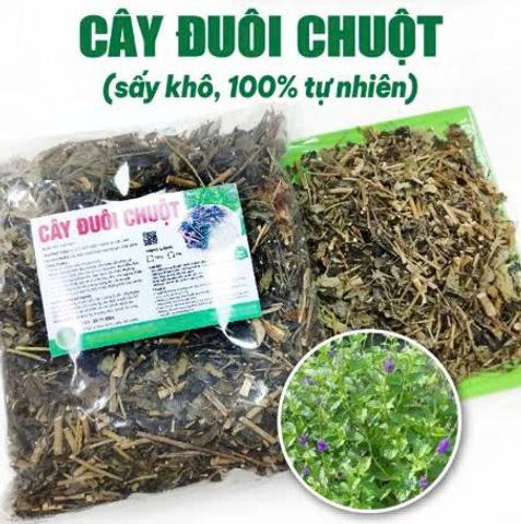 Trà Thảo Mộc Đuôi Chuột Hỗ Trợ Tim Mạch, Đường Huyết, Dạ Dày - Khô Sạch Thơm 500g