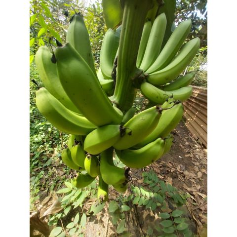 Chuối Xanh Tươi Nguyên Chất (Chuối Già Lùn) 1kg - Thực Phẩm Chế Biến Món Ăn Ngon, Không Thuốc Sân Vườn