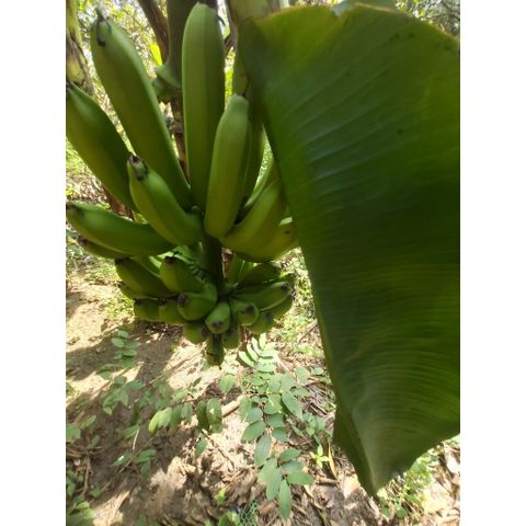 Chuối Xanh Tươi Nguyên Chất (Chuối Già Lùn) 1kg - Thực Phẩm Chế Biến Món Ăn Ngon, Không Thuốc Sân Vườn