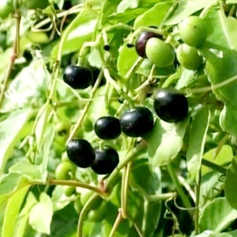 Dây Giác Tươi 2kg - Thực Phẩm Dược Liệu Tươi Sống Đặt Hàng Mới Hái, Giao Hàng Hỏa Tốc, Đảm Bảo Không Héo