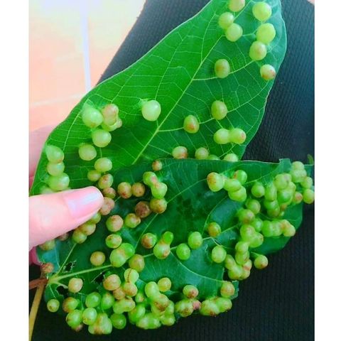 Lá Sung Tươi 1kg - Dược Liệu Tươi Nguyên Chất, Giao Hỏa Tốc Đảm Bảo Không Héo - Hàng Đặt Mới Hái