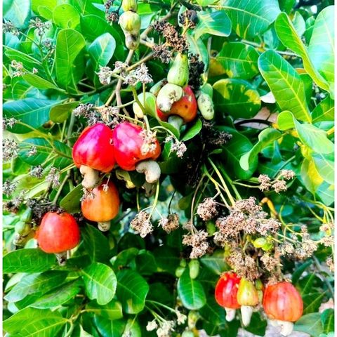 Lá Điều Tươi 1kg (Đào Lộn Hột) - Hàng Mới Hái, Vận Chuyển Hỏa Tốc, Đảm Bảo Tươi Nguyên Chất Cho Bữa Ăn Tươi Ngon