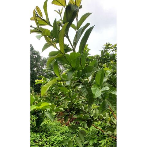 Lá ổi Tươi 1kg - Hỗ Trợ Tiêu Hóa, Cải Thiện Sức Khỏe Tim Mạch và Làm Đẹp Da - Hái Mới Từ Vườn