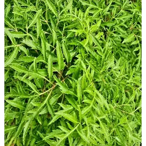 Lá Đinh Lăng Tươi 1kg - Hái Theo Đặt Hàng, Giao Hỏa Tốc để Giữ Tươi Nguyên Chất, Thực Phẩm Hữu Cơ Chất Lượng Cao