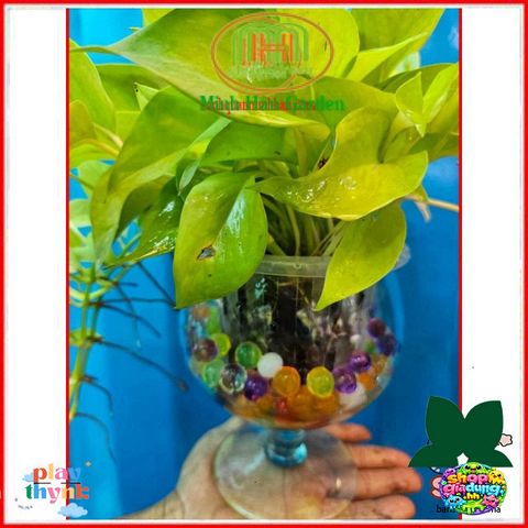 Hạt Tinh Thể Trồng Cây Thủy Sinh 300 Viên - Trang Trí Bình Lọ Thủy Tinh Đẹp Mắt - Duy Trì Cây Cảnh Sống Khỏe