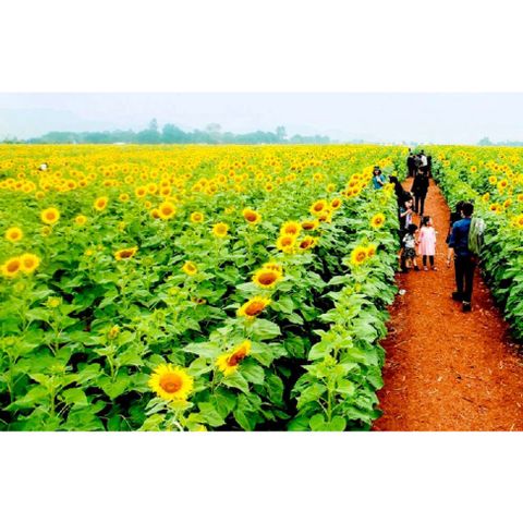 Hạt Giống Hoa Hướng Dương Cao F1 - Dễ Trồng, Nảy Mầm Trên 90%, Hoa Nở Đẹp Vàng Tươi, Phù Hợp Mọi Mùa Vụ