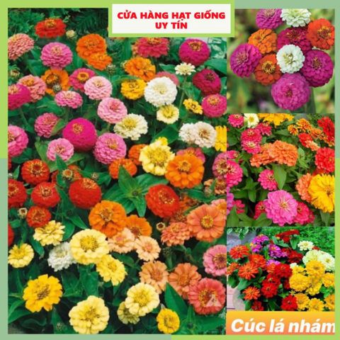 Hạt Giống Hoa Cúc Lá Nhám F1 - Gói 150 Hạt Dễ Trồng, Nở Đẹp kèm Hướng Dẫn Trồng - Quà Tặng Hoàn Hảo cho Làm Vườn