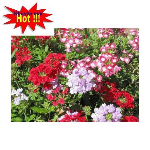 Hạt Giống Hoa Vân Anh - Nở quanh năm, hoa nhiều màu đẹp, tặng kích mầm cho khu vườn thêm sống động