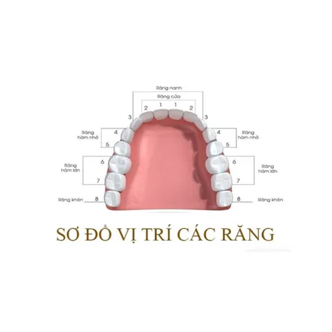 Hộp 2 Mão Răng Thép Răng Sữa 3M ESPE Cho Bé - Bảo Vệ Răng Số 5 Hàm Dưới Trong Nha Khoa Chỉnh Hình
