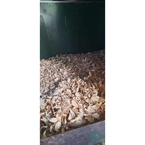 Thân cây Đinh Lăng khô - Nguyên liệu tự nhiên để nấu nước uống và ngâm rượu, tốt cho sức khỏe hàng ngày