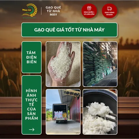 Gạo Phúc Cư | 5KG Gạo Quê Tám Điện Biên Vụ Mới Xát Mộc (LOẠI NGON) Hạt Dài Cơm Mềm Thơm Ngon