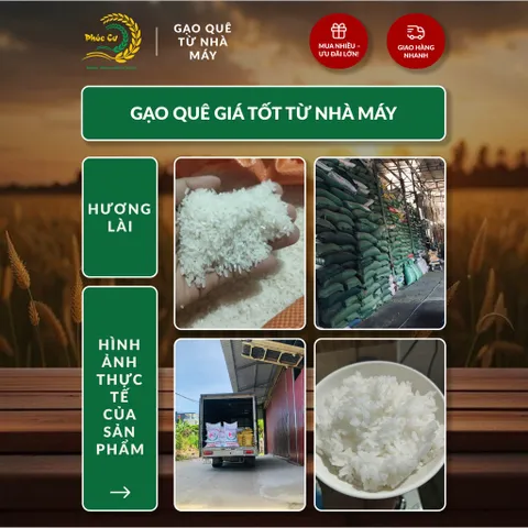 Gạo Phúc Cư | 30KG Gạo Quê Hương Lài Vụ Mới (LOẠI NGON) Hạt Dài Cơm Mềm Thơm Ngon