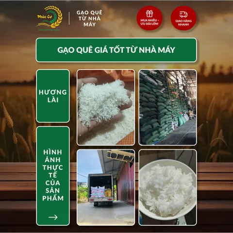 Gạo Phúc Cư | 40KG Gạo Quê Hương Lài Vụ Mới (LOẠI NGON) Hạt Dài Cơm Mềm Thơm Ngon