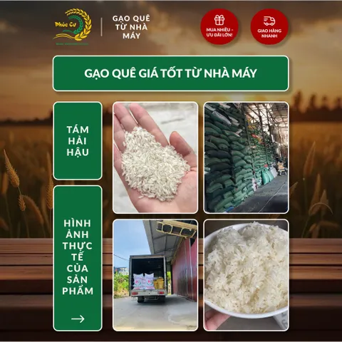 Gạo Phúc Cư | 20KG Gạo Quê Tám Hải Hậu Vụ Mới Xát Mộc (LOẠI NGON) Hạt Dài Cơm Mềm Thơm Ngon