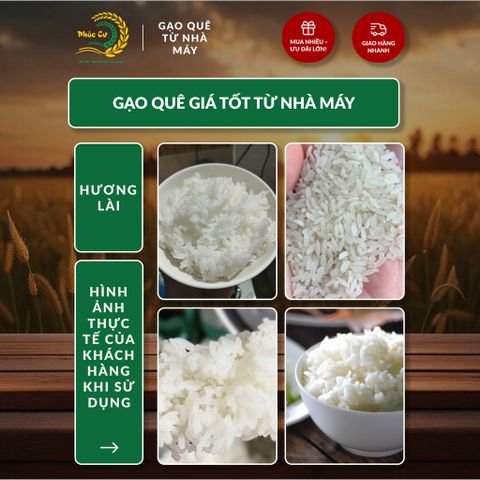 Gạo Phúc Cư | 20KG Gạo Quê Hương Lài Vụ Mới (LOẠI NGON) Hạt Dài Cơm Mềm Thơm Ngon